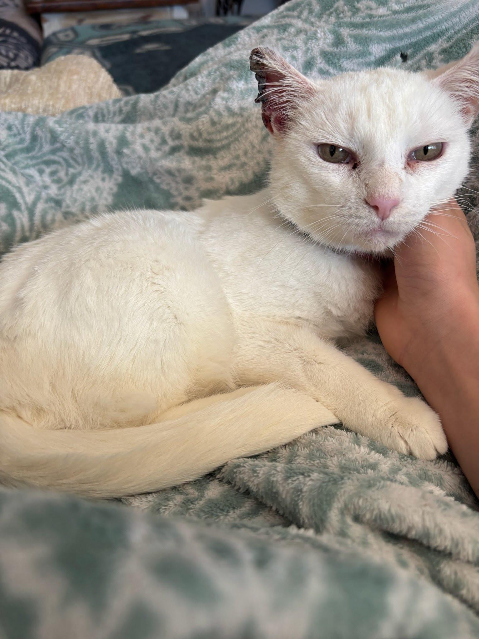 Enlarge Mellie, a Adoptable Domestic Short Hair in Moncks Corner, SC image 3/6