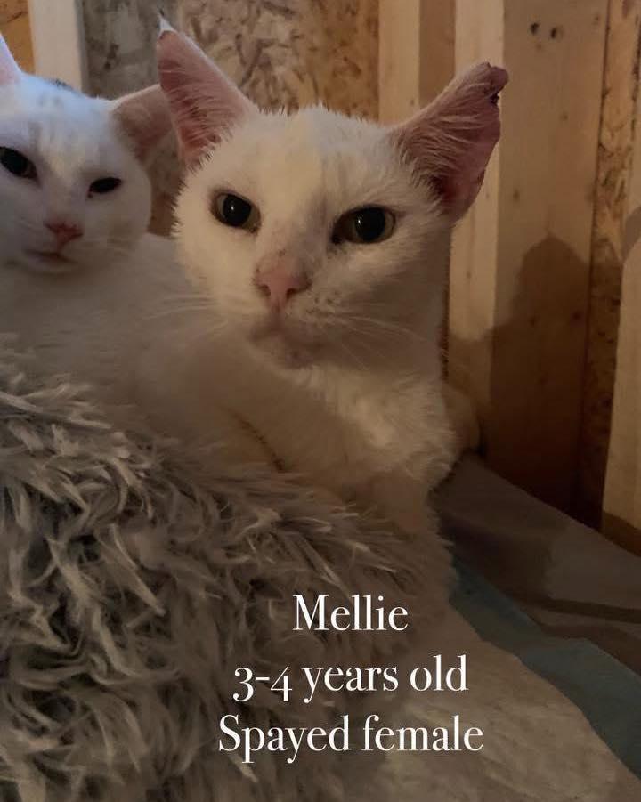 Mellie, Adoptable, Adult Female Domestic Short Hair.