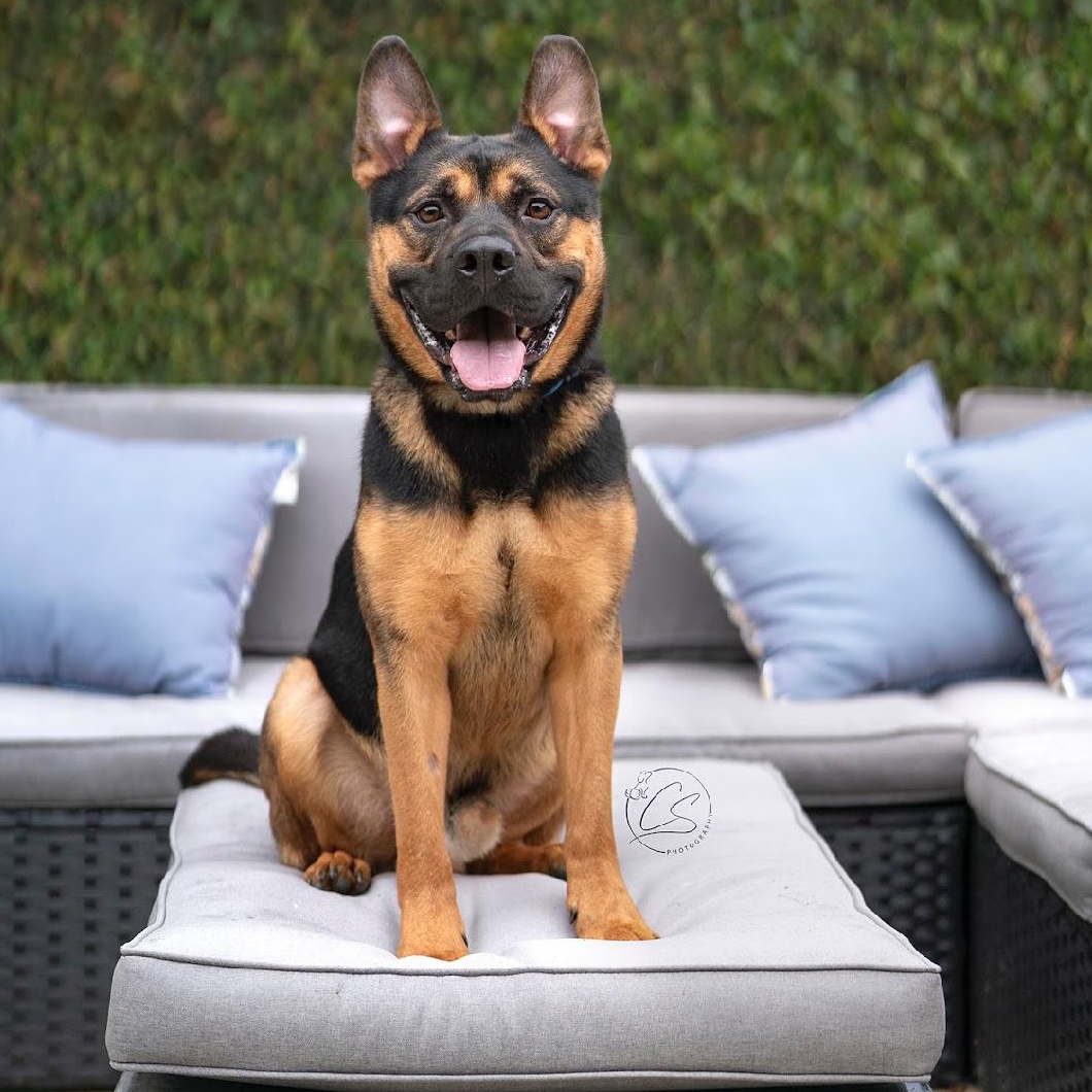 Mylo (contact Rachel)