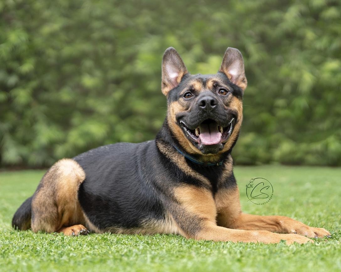 Enlarge Mylo (contact Rachel), a Adoptable mixed breed in Sherman Oaks, CA image 2/4