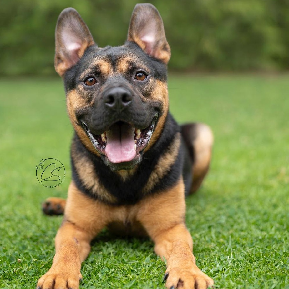 Mylo (contact Rachel), Adoptable, Young Male Shepherd & French Bulldog.