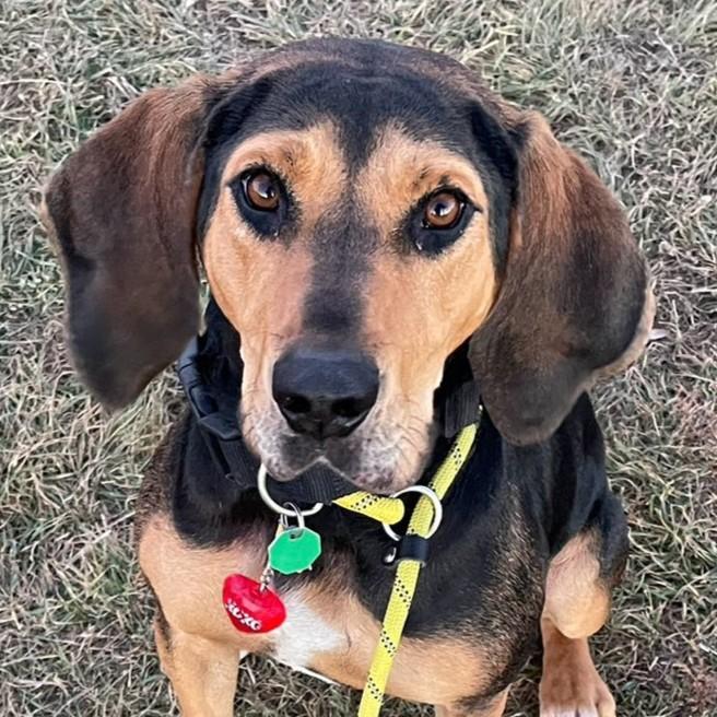 Maggie, ADOPTABLE, Adult Female Coonhound & Airedale Terrier.