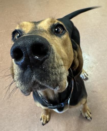 Enlarge Maggie, a ADOPTABLE mixed breed in Rapid City, SD image 3/5