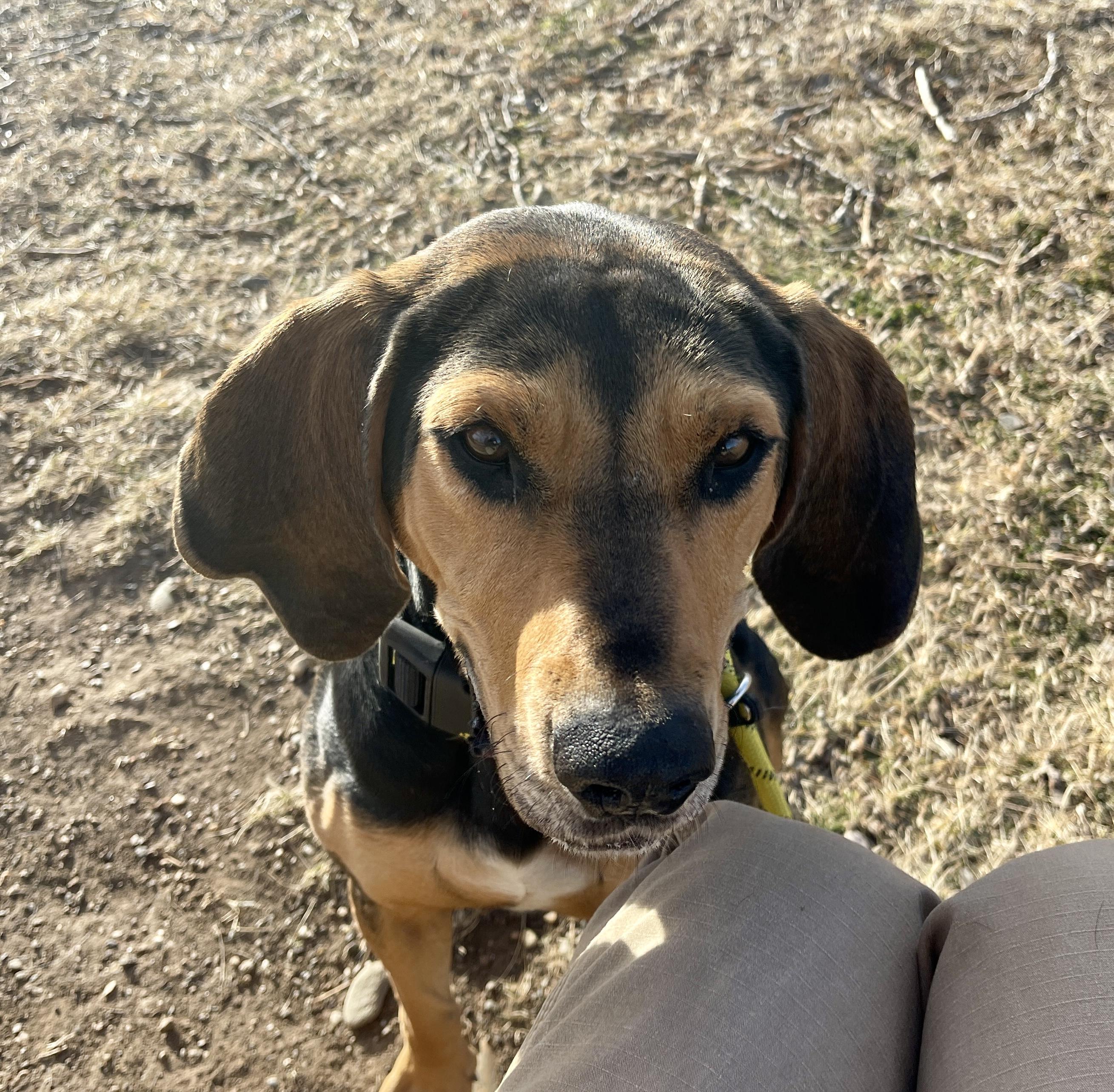 Enlarge Maggie, a ADOPTABLE mixed breed in Rapid City, SD image 5/5