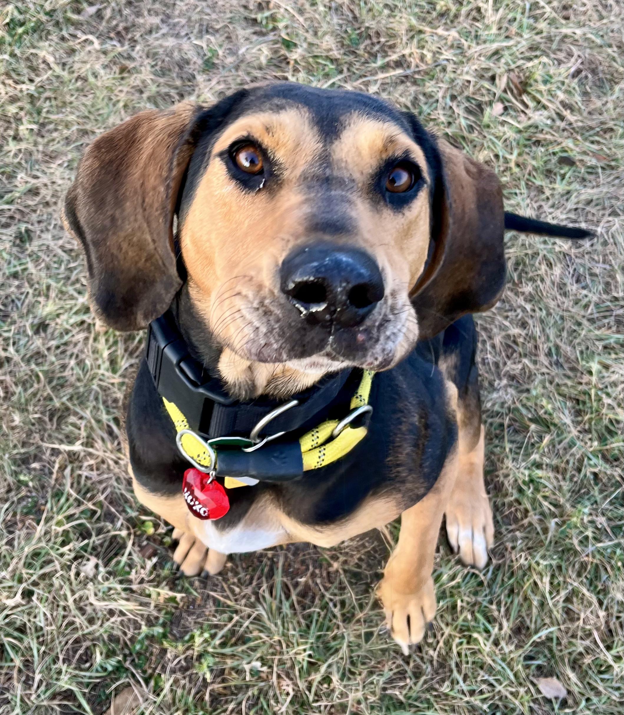 Enlarge Maggie, a ADOPTABLE mixed breed in Rapid City, SD image 1/5