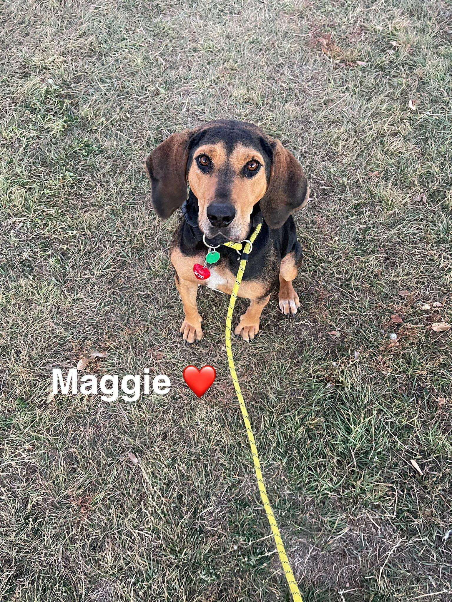 Enlarge Maggie, a ADOPTABLE mixed breed in Rapid City, SD image 4/5