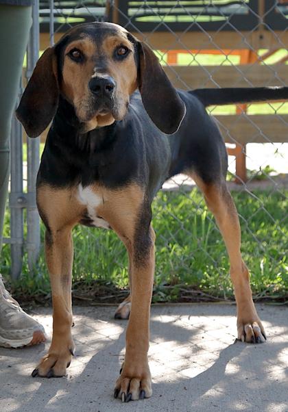 Enlarge Maggie, a ADOPTABLE mixed breed in Rapid City, SD image 5/5