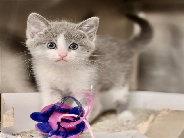 Enlarge A518075, a Adoptable Domestic Short Hair in Wilmington, NC image 1/1