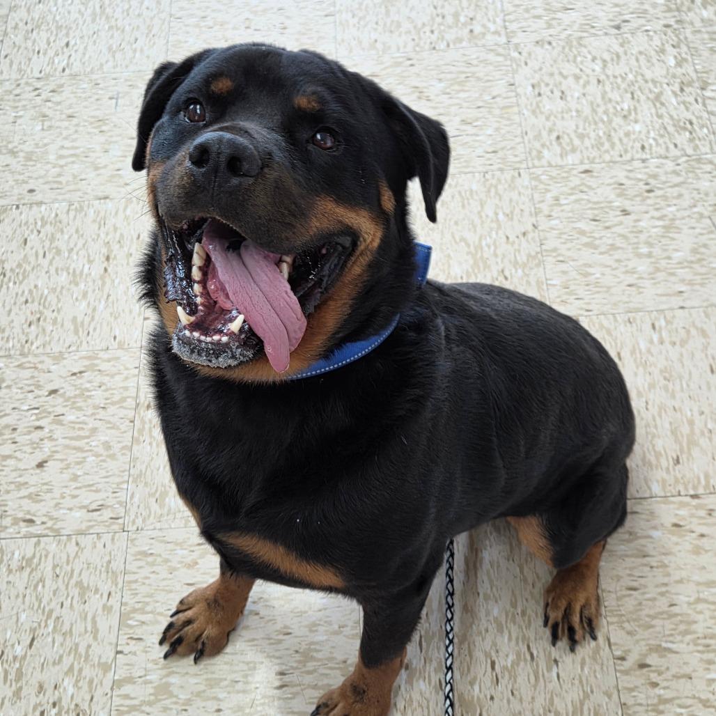 Gaius, Adoptable, Adult Male Rottweiler.