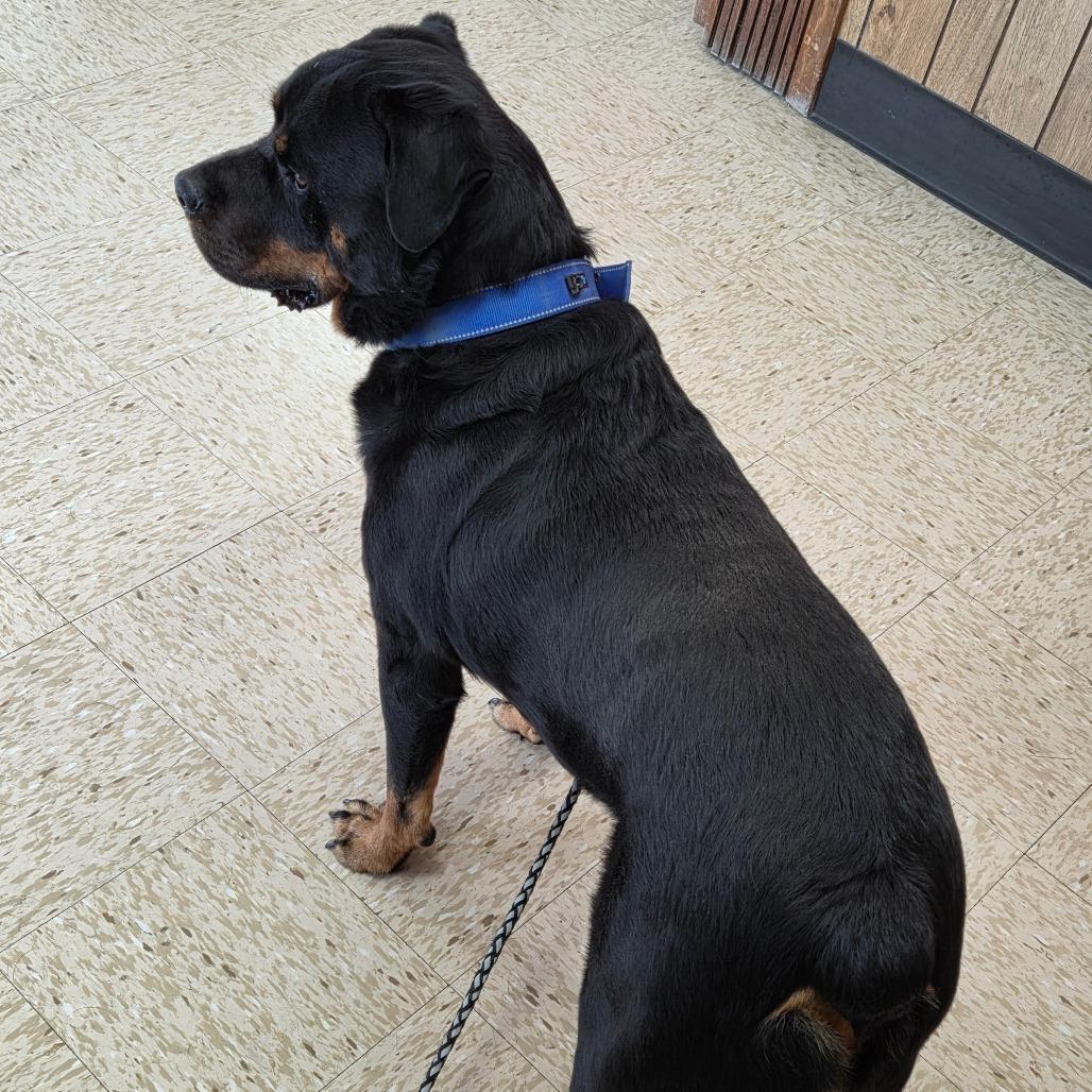 Enlarge Gaius, a Adoptable Rottweiler in Breese, IL image 2/5