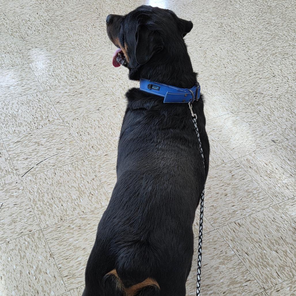Enlarge Gaius, a Adoptable Rottweiler in Breese, IL image 3/5