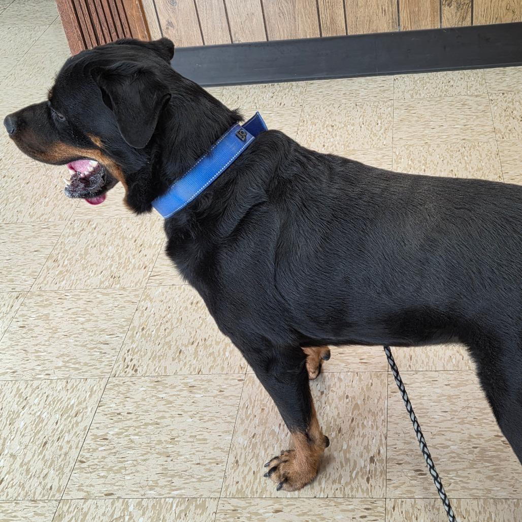 Enlarge Gaius, a Adoptable Rottweiler in Breese, IL image 4/5