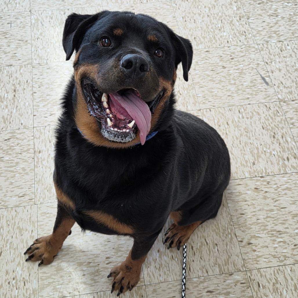 Enlarge Gaius, a Adoptable Rottweiler in Breese, IL image 5/5