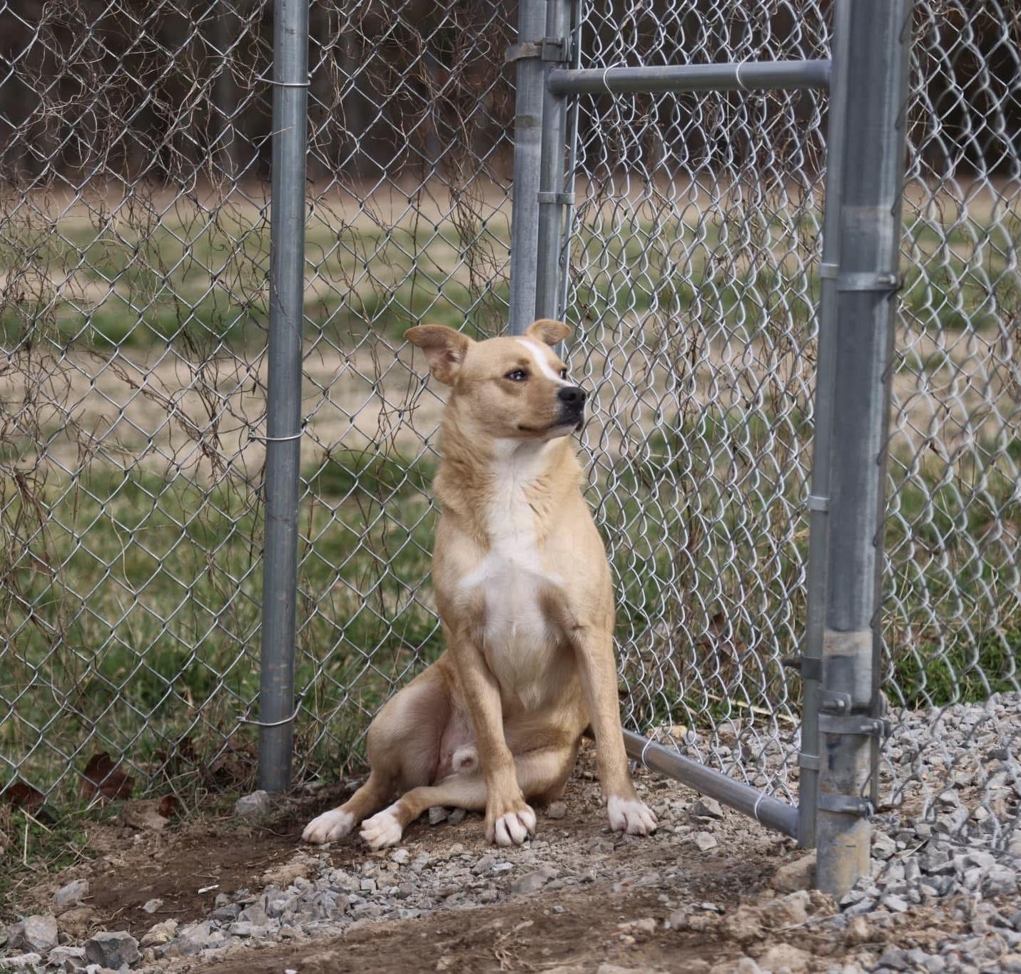 Enlarge Flash, a Adoptable mixed breed in Cherokee Village, AR image 1/1