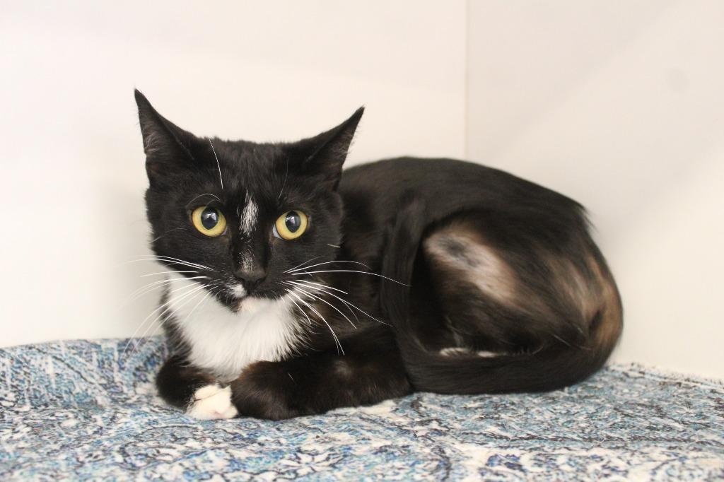 Enlarge Nilla, a ADOPTABLE Domestic Short Hair in Chestertown, MD image 3/4