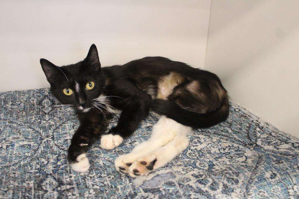 Nilla, ADOPTABLE, Adult Female Domestic Short Hair.