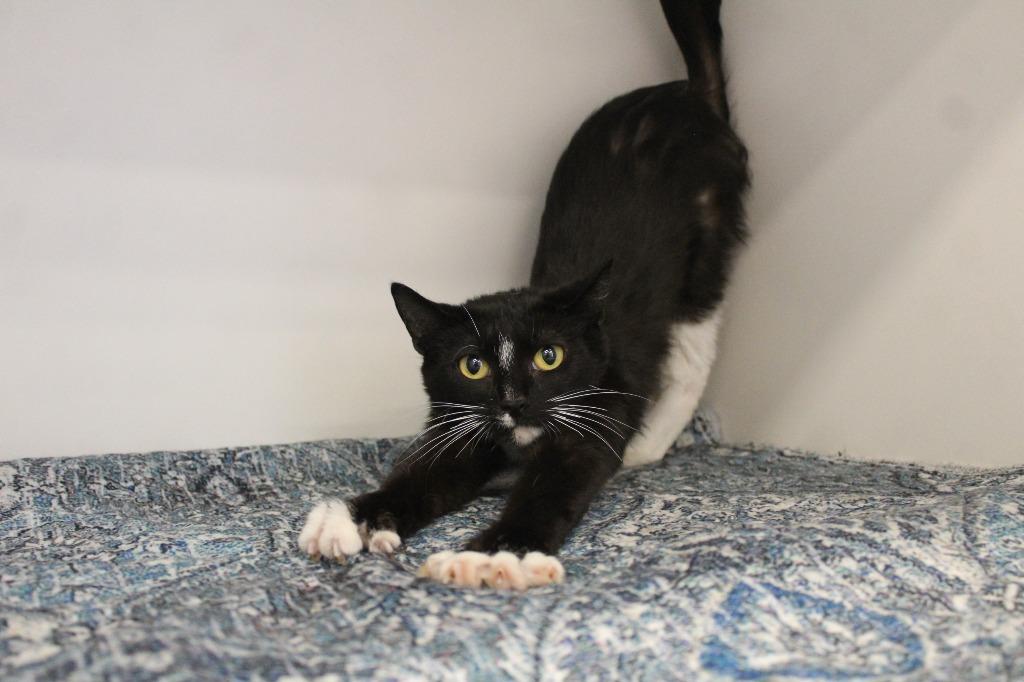 Enlarge Nilla, a ADOPTABLE Domestic Short Hair in Chestertown, MD image 4/4