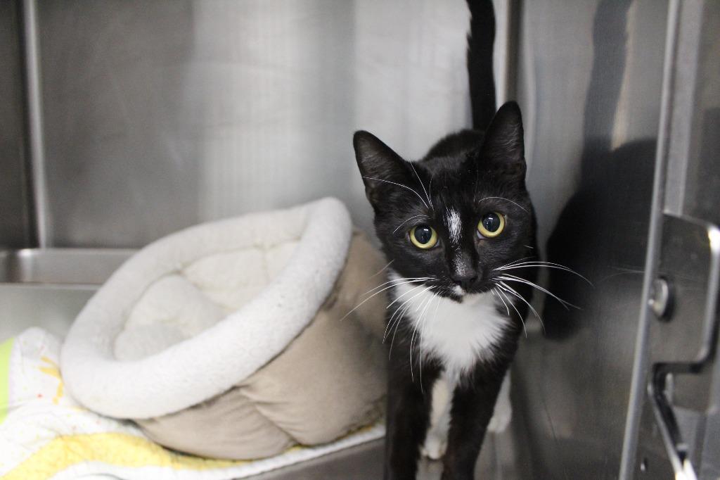 Enlarge Nilla, a ADOPTABLE Domestic Short Hair in Chestertown, MD image 2/4