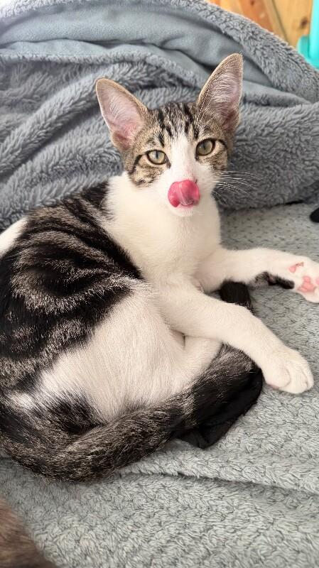 Matcha - Tea Time Litter, Adoptable, Kitten Male Tabby.