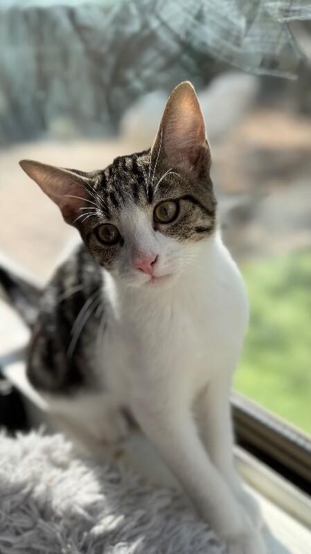 Enlarge Matcha - Tea Time Litter, a Adoptable Tabby in Anthem, AZ image 2/2