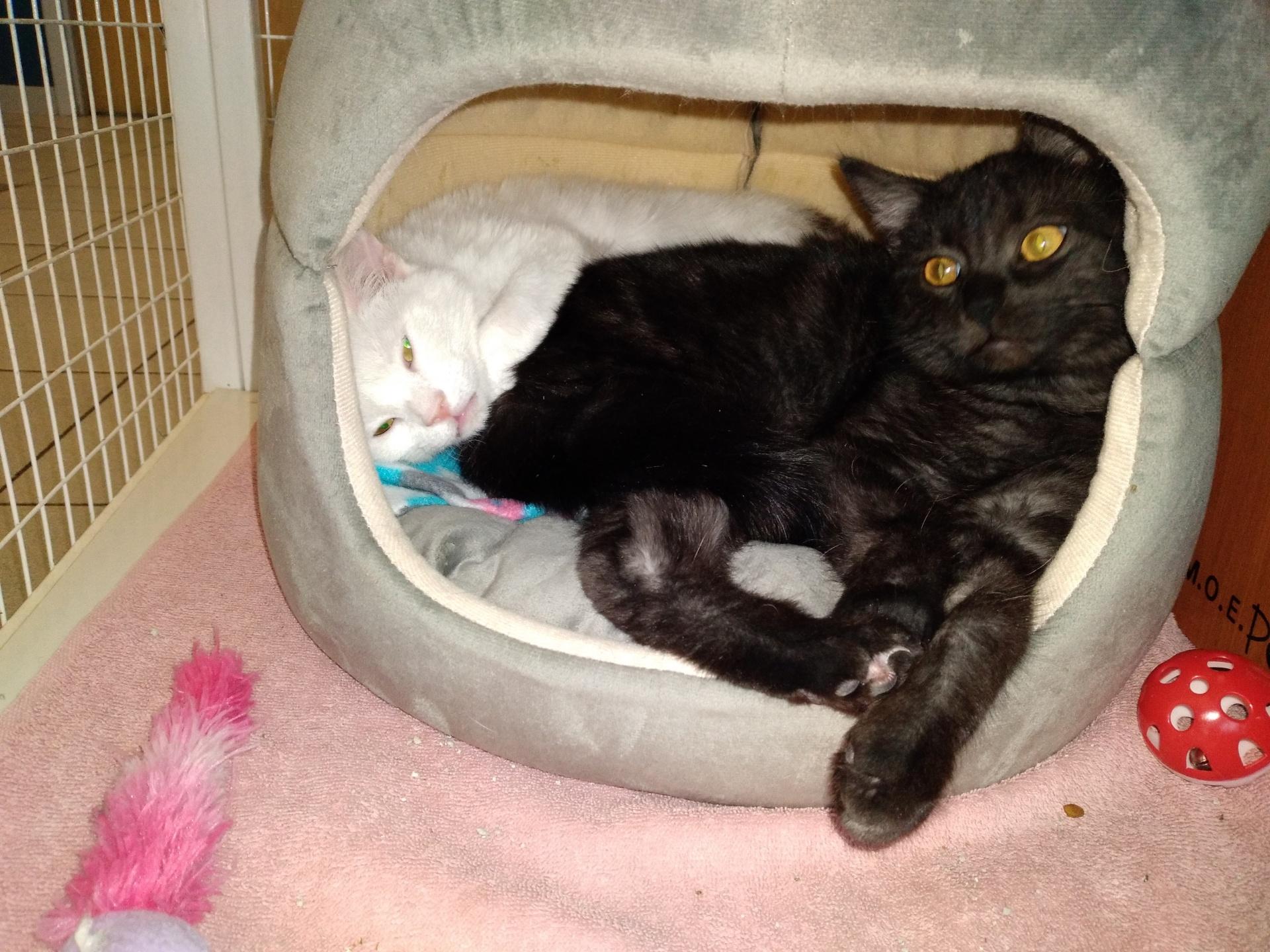 Rocky, Adoptable, Young Male Domestic Short Hair.