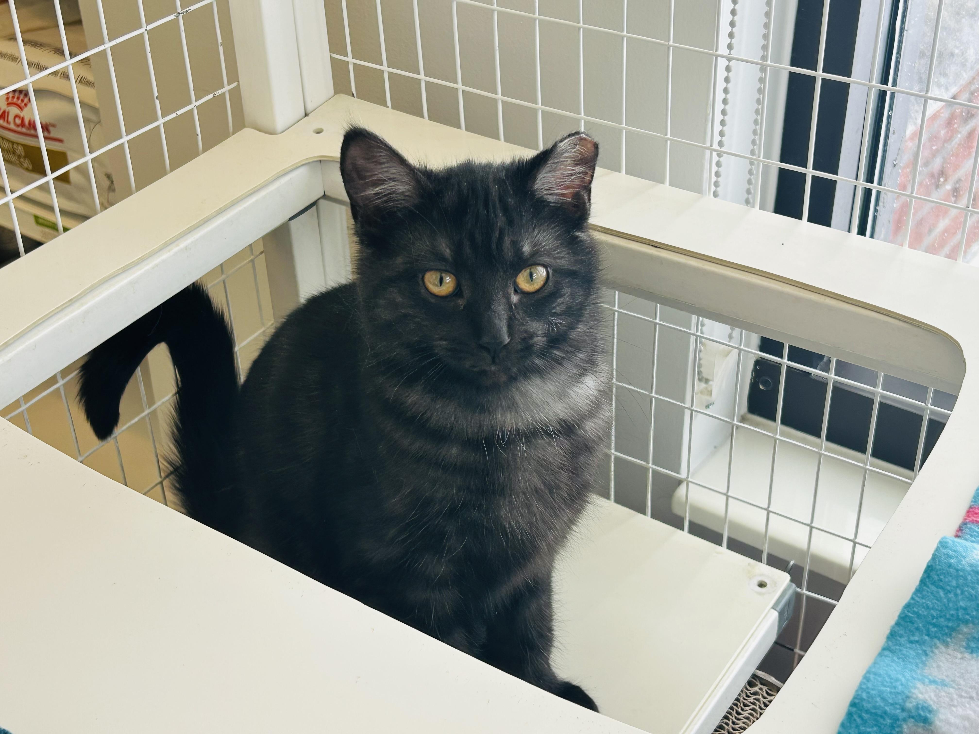 Enlarge Rocky, a Adoptable mixed breed in Marengo, IL image 2/3