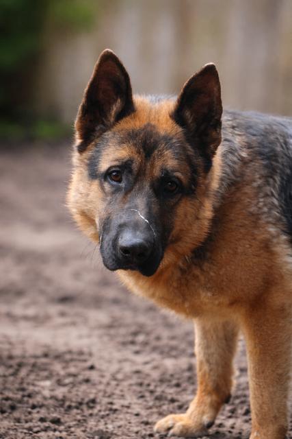Enlarge Hans, a Adoptable German Shepherd Dog in Seattle, WA image 2/2