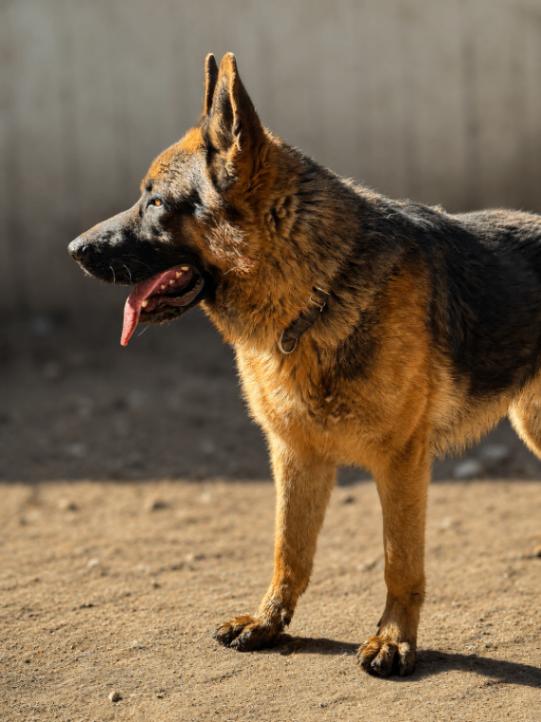 Enlarge Hans, a Adoptable German Shepherd Dog in Seattle, WA image 1/1