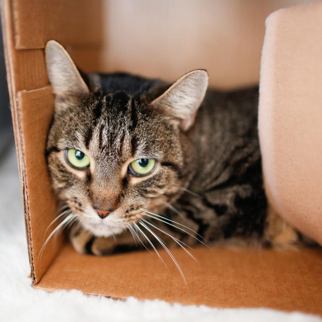 Kiki, Adoptable, Adult Female Domestic Short Hair.