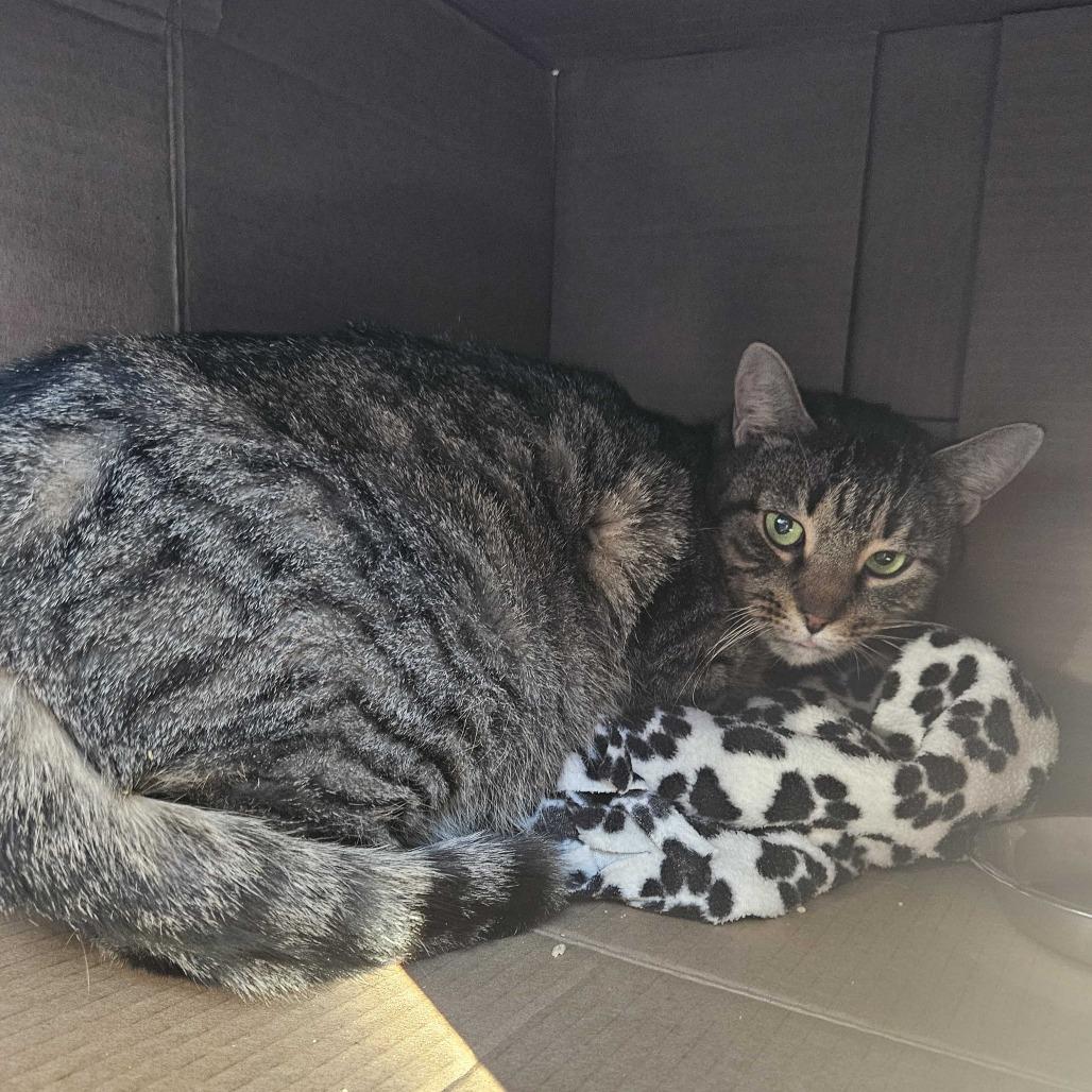 Enlarge Kiki, a Adoptable Domestic Short Hair in Dover, NH image 2/3