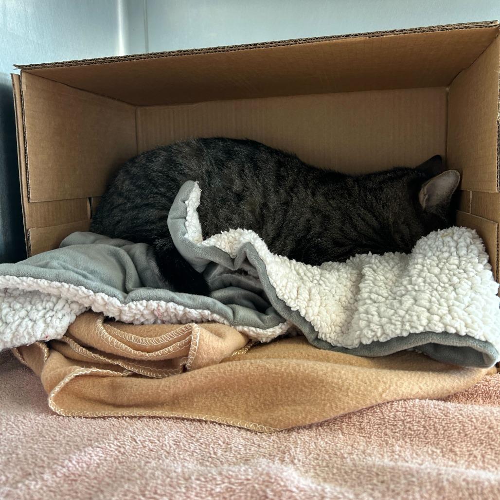 Enlarge Kiki, a Adoptable Domestic Short Hair in Dover, NH image 3/3