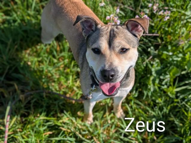 Enlarge ZEUS, a Adoptable mixed breed in McKinleyville, CA image 1/1