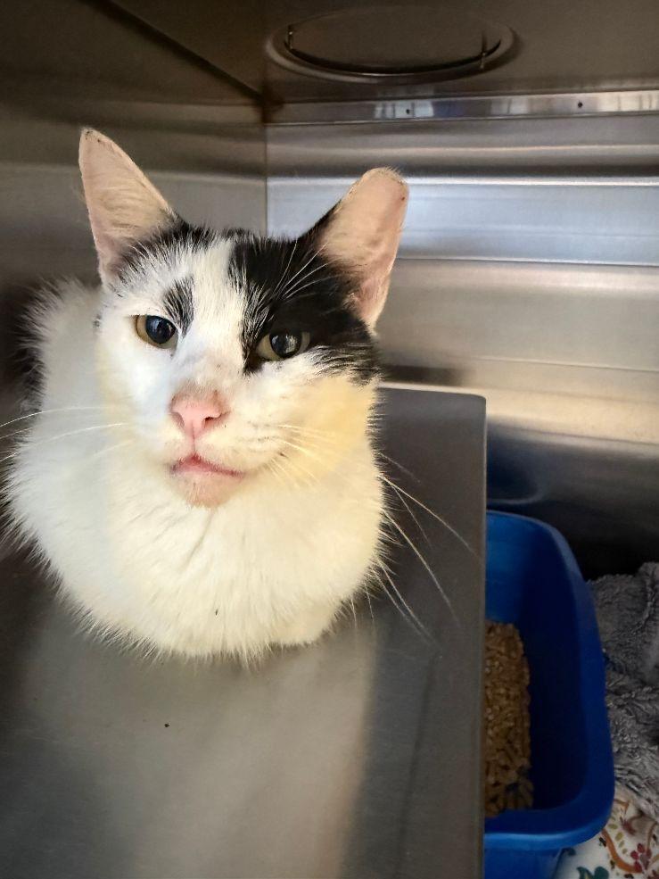 Enlarge Twiddle, a Adoptable Domestic Short Hair in Staley, NC image 1/1