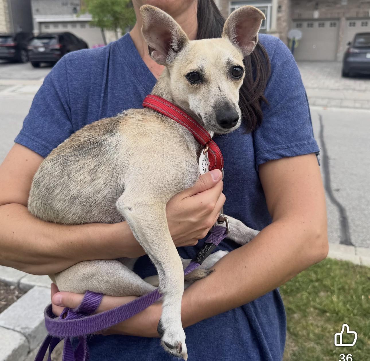 Enlarge Leela, a ADOPTABLE mixed breed in Newmarket, ON image 1/6