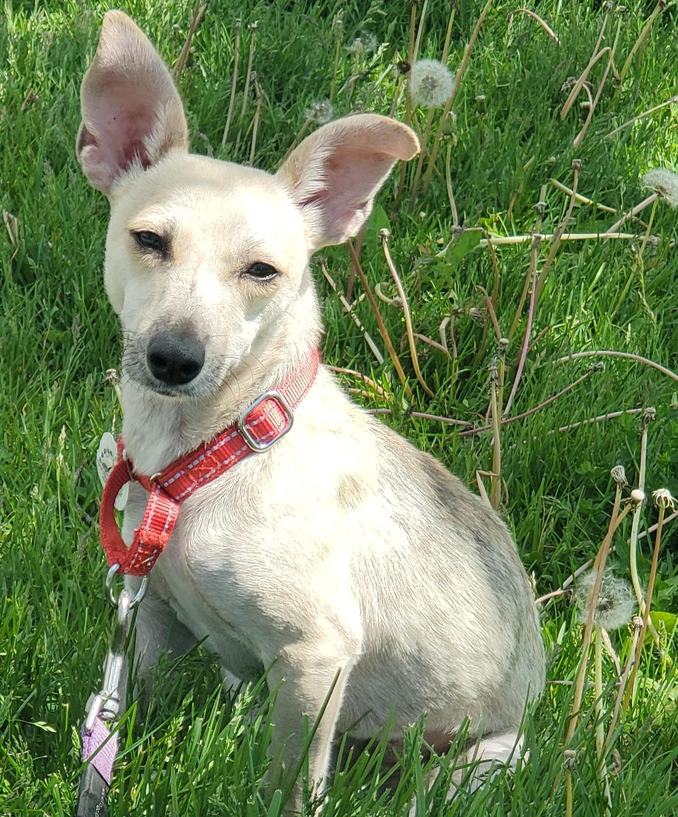 Enlarge Leela, a ADOPTABLE mixed breed in Newmarket, ON image 6/6