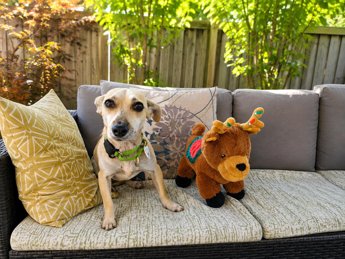 Enlarge Leela, a Adopted mixed breed in Newmarket, ON image 2/6