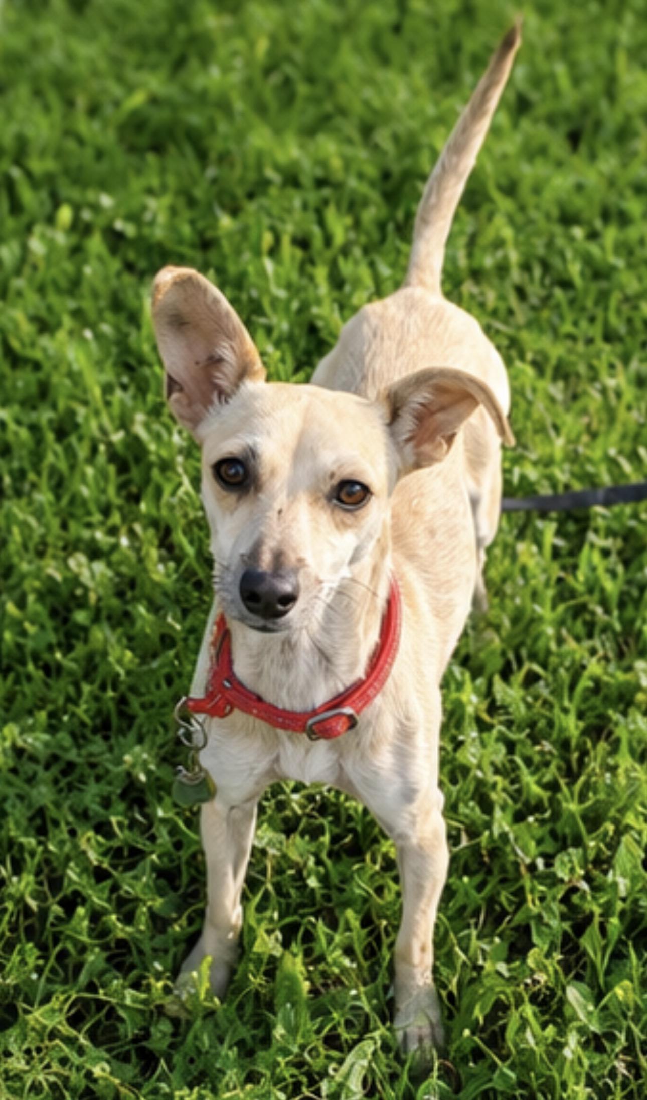 Enlarge Leela, a Adopted mixed breed in Newmarket, ON image 1/6