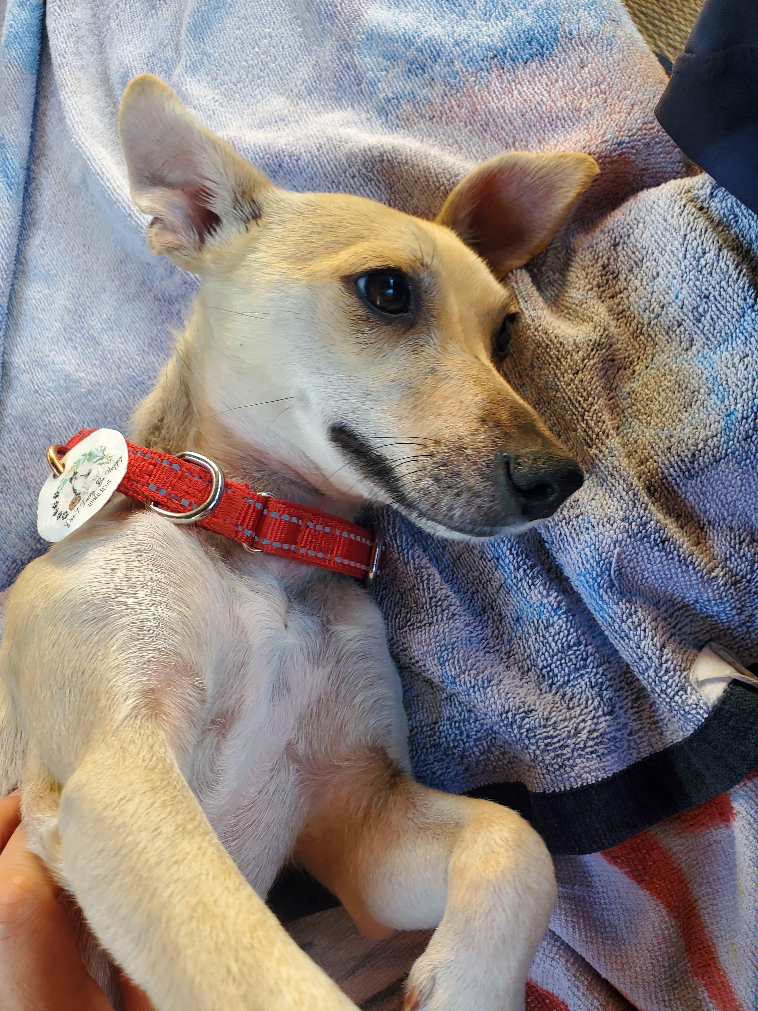 Leela, ADOPTABLE, Adult Female Chihuahua.