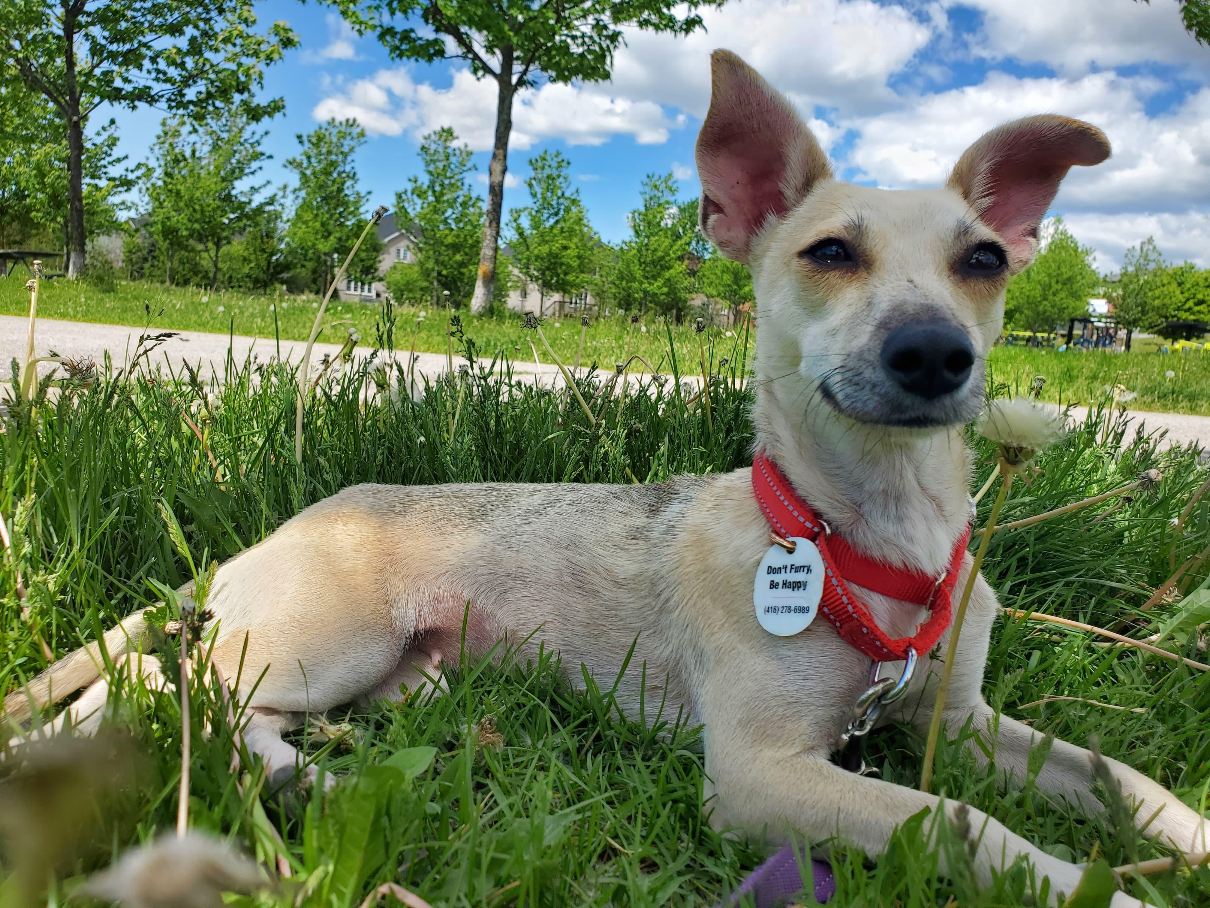 Enlarge Leela, a ADOPTABLE mixed breed in Newmarket, ON image 5/6