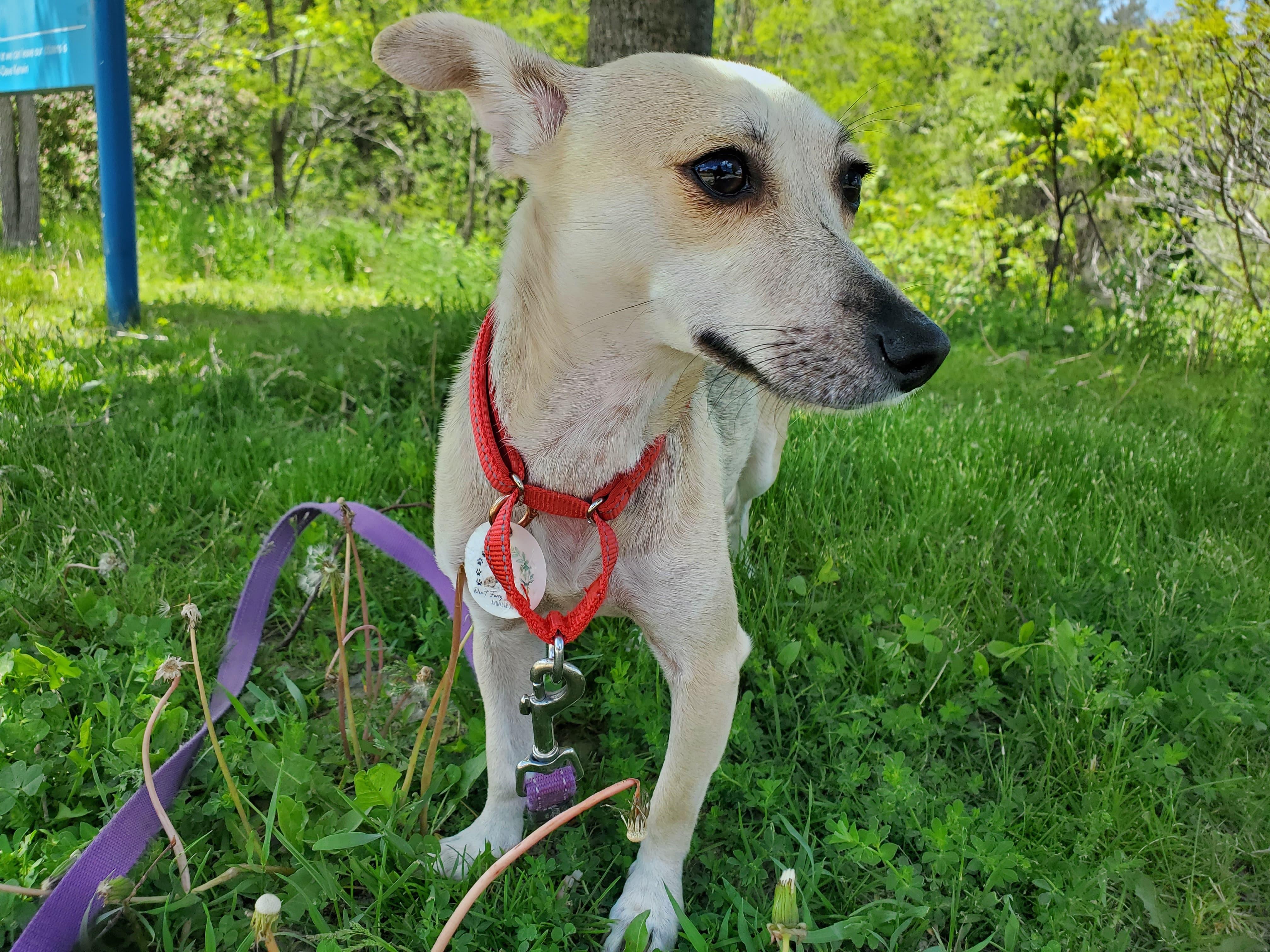 Enlarge Leela, a ADOPTABLE mixed breed in Newmarket, ON image 4/6