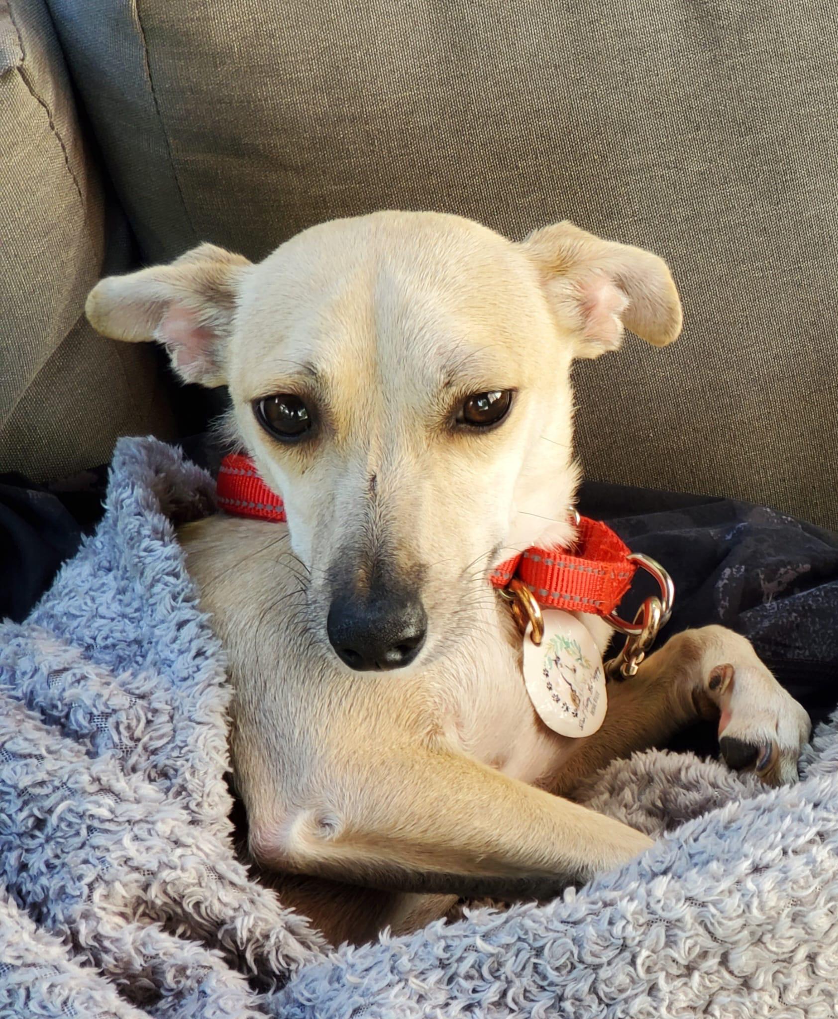 Enlarge Leela, a ADOPTABLE mixed breed in Newmarket, ON image 2/6