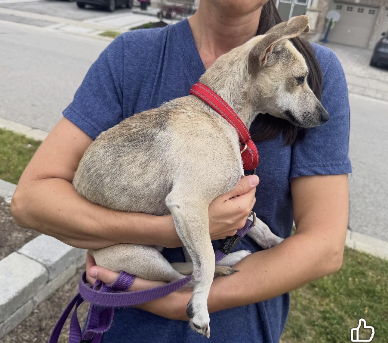 Enlarge Leela, a ADOPTABLE mixed breed in Newmarket, ON image 6/6