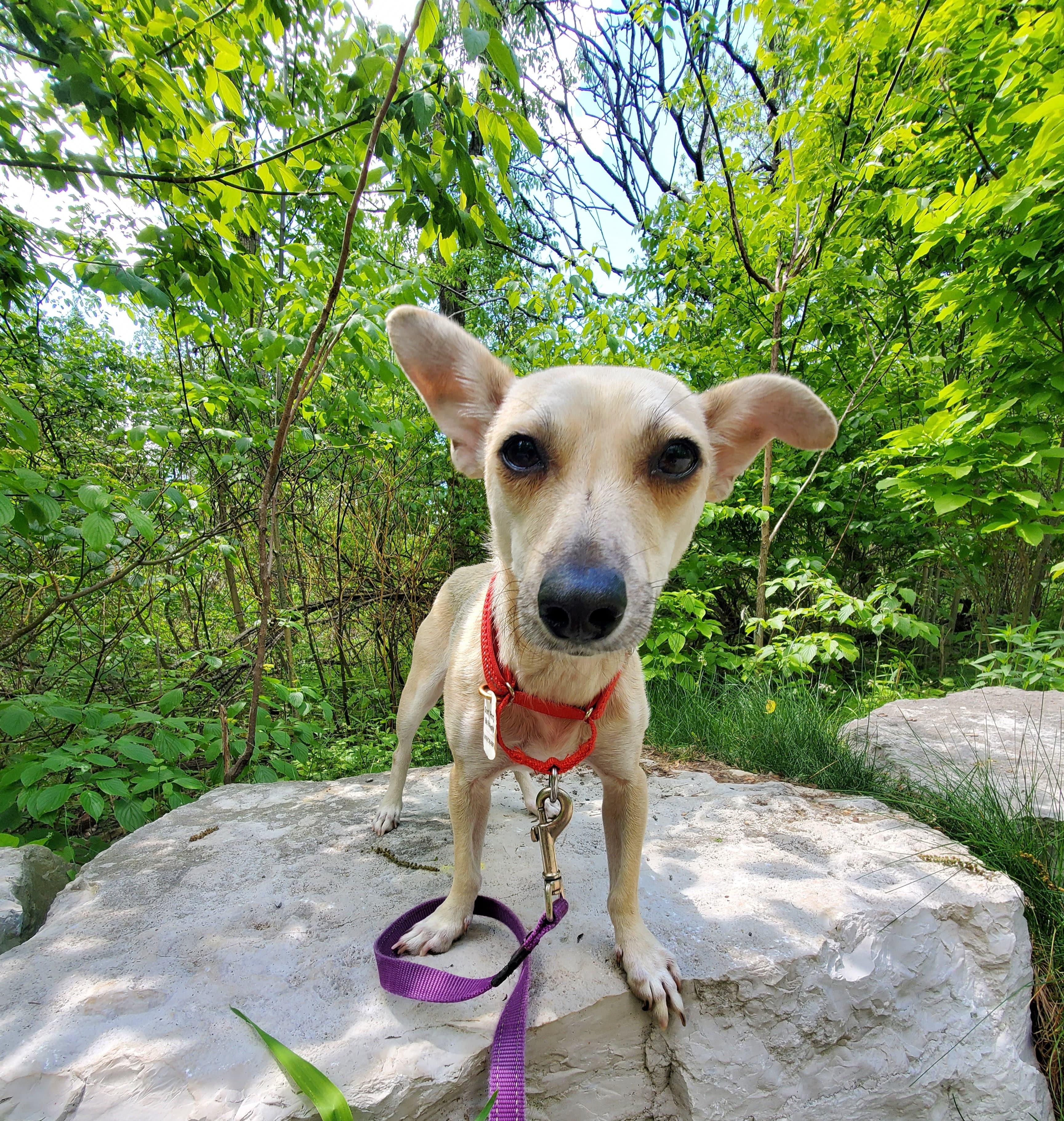Enlarge Leela, a ADOPTABLE mixed breed in Newmarket, ON image 3/6