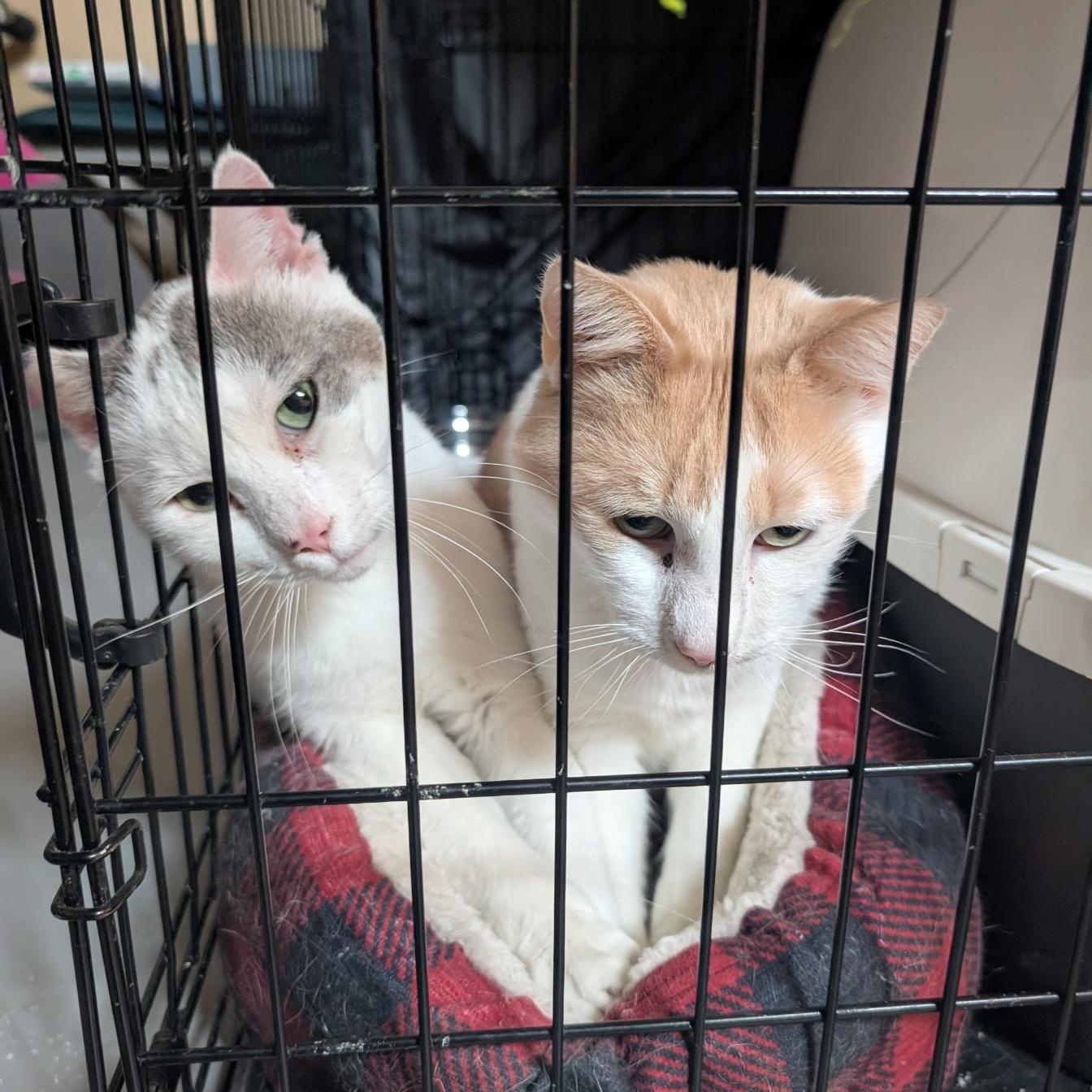 Enlarge Bob and Archie, a Adoptable American Shorthair in Ramsey , MN image 5/6