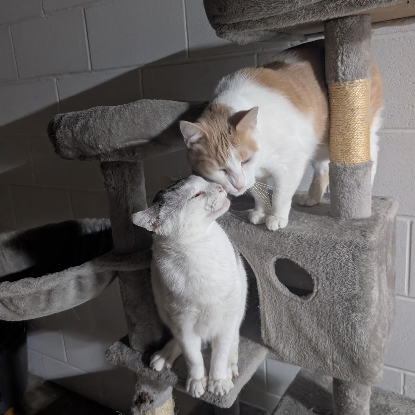 Bob and Archie, Adoptable, Senior Male American Shorthair.