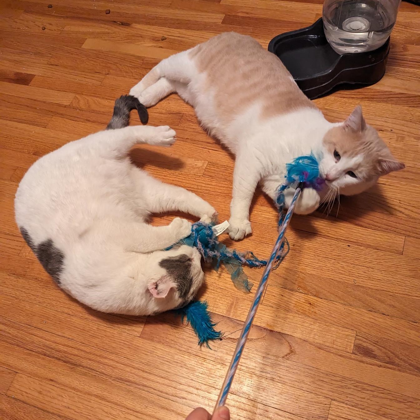 Enlarge Bob and Archie, a Adoptable American Shorthair in Ramsey , MN image 6/6