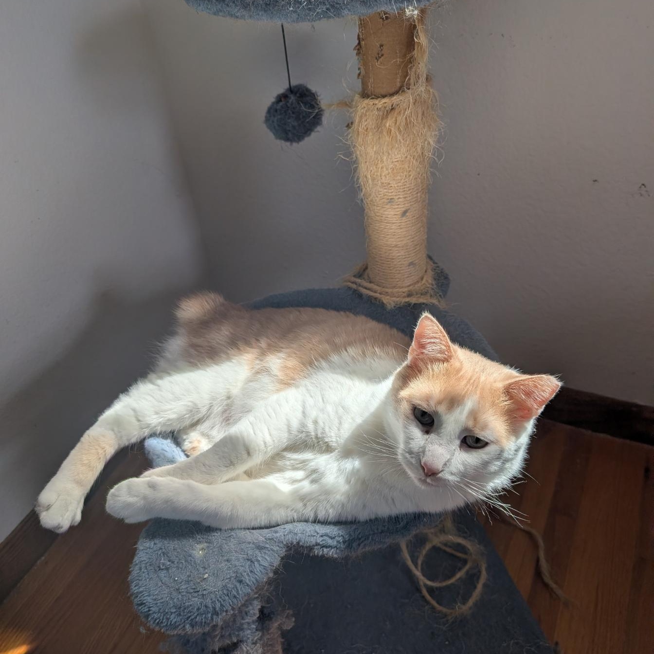 Enlarge Bob and Archie, a Adoptable American Shorthair in Ramsey , MN image 4/6