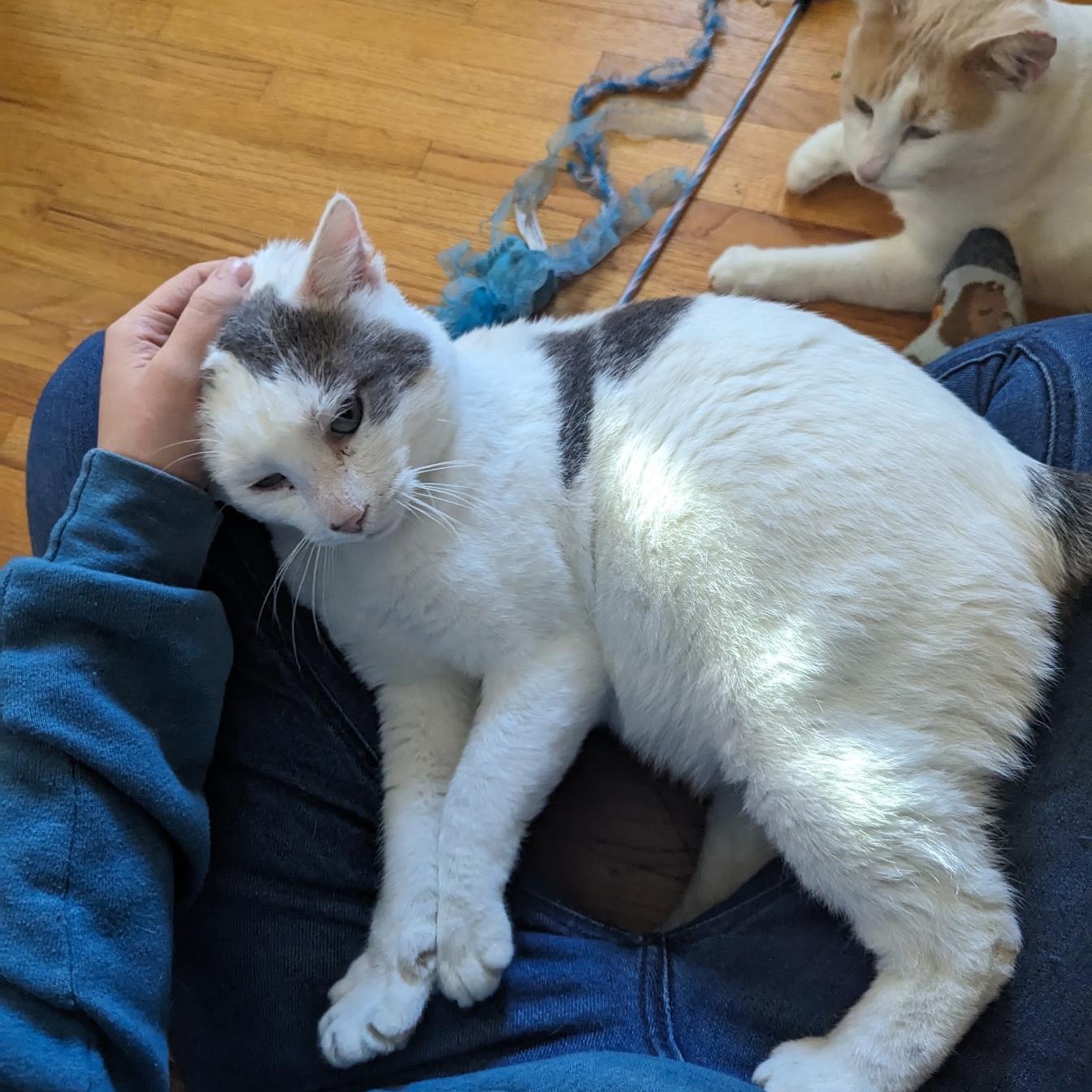 Enlarge Bob and Archie, a Adoptable American Shorthair in Ramsey , MN image 2/6