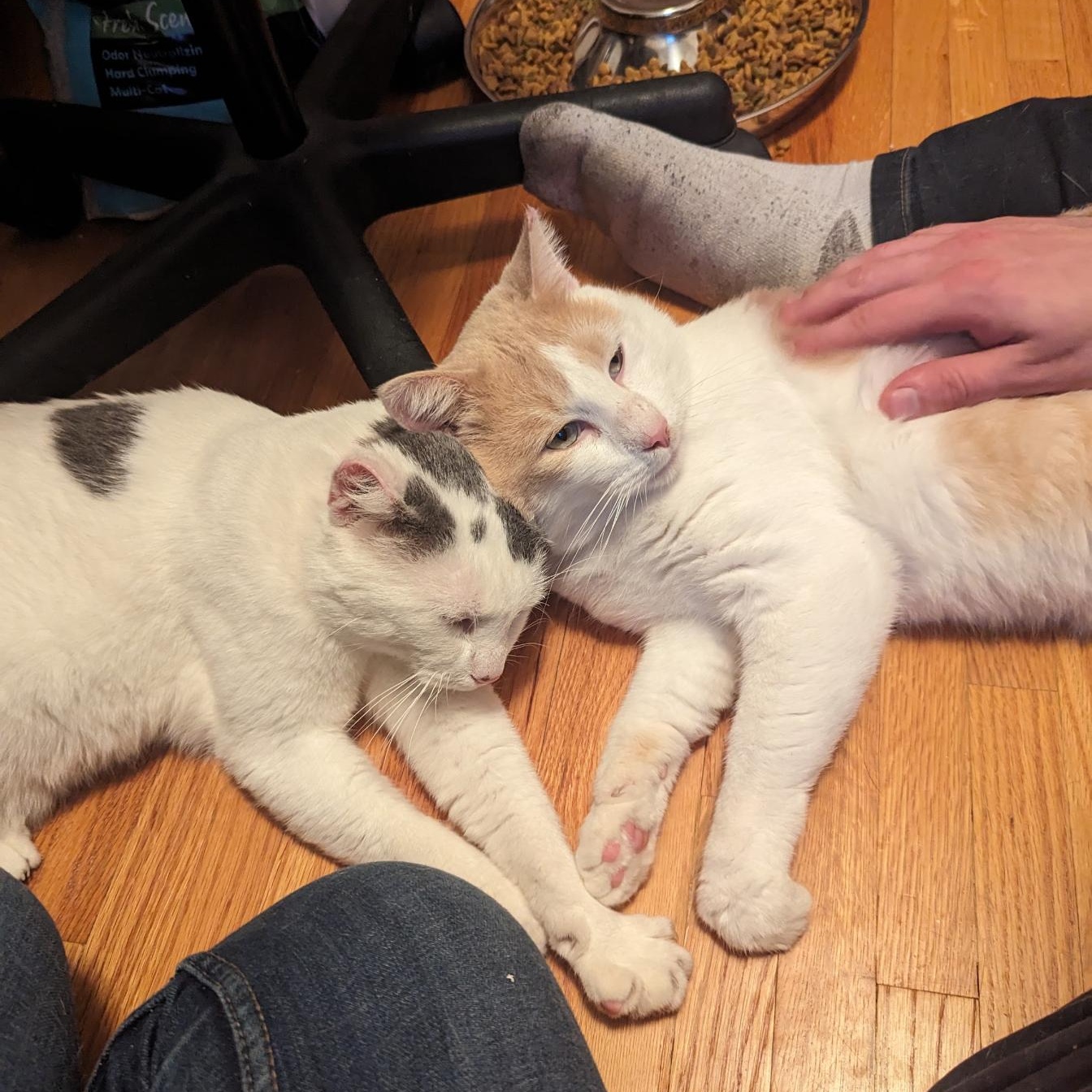 Enlarge Bob and Archie, a Adoptable American Shorthair in Ramsey , MN image 3/6