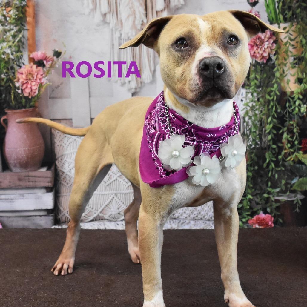 Rosita, Adoptable, Adult Female Pit Bull Terrier.
